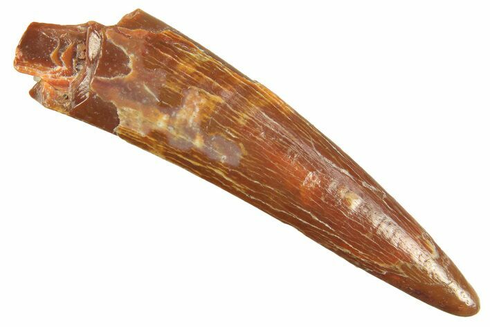 Fossil Pterosaur (Siroccopteryx) Tooth - Morocco #298577
